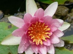 Parmi toutes ces plantes, celle qui correspond au lotus du langage courant est le Lotus sacr (Nelumbo nucifera Gaertn.)