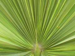 Facilement reconnaissables  leur tige non ramifie, le stipe, surmont d'un bouquet de feuilles pennes ou palmes, les palmiers symbolisent les dserts chauds et les ctes et paysages tropicaux.